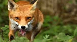 শিয়ালের কামড়ে দুই ভাই আহত